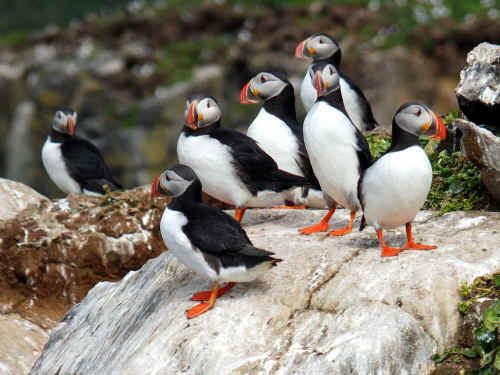 Puffins.jpg (2345638 bytes)