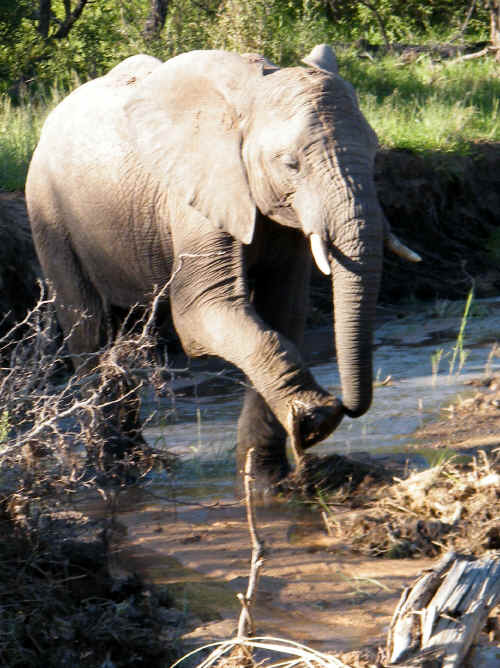 elelphant.JPG (976536 bytes)