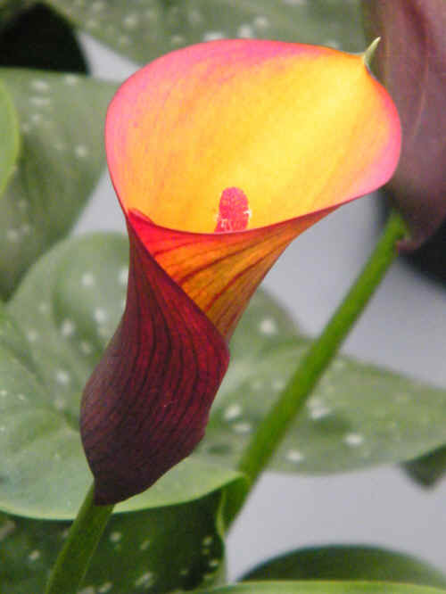 flower.jpg (2815285 bytes)