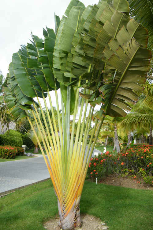 puntacana.JPG (1052840 bytes)